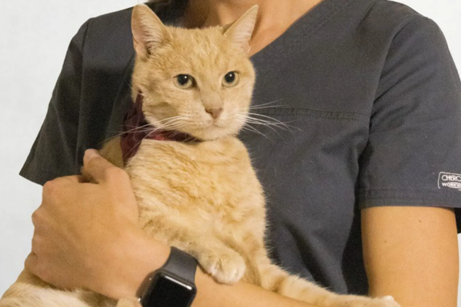 A cat at the clinic for a check-up.