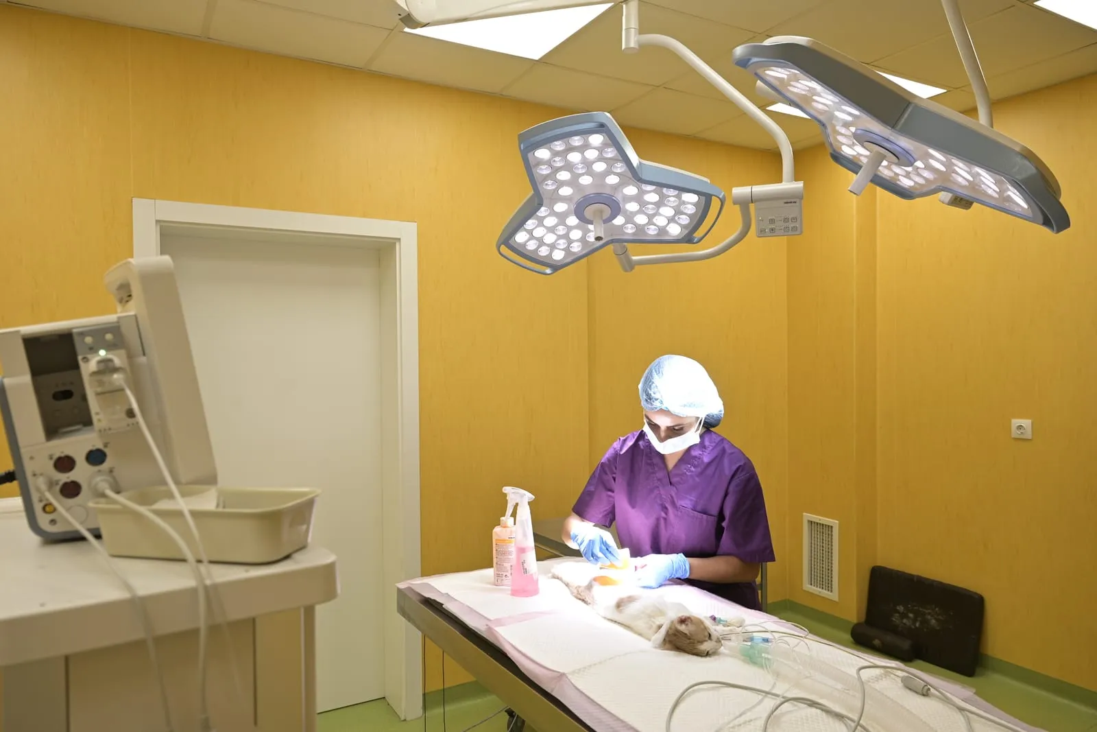A cat being prepared for surgery.